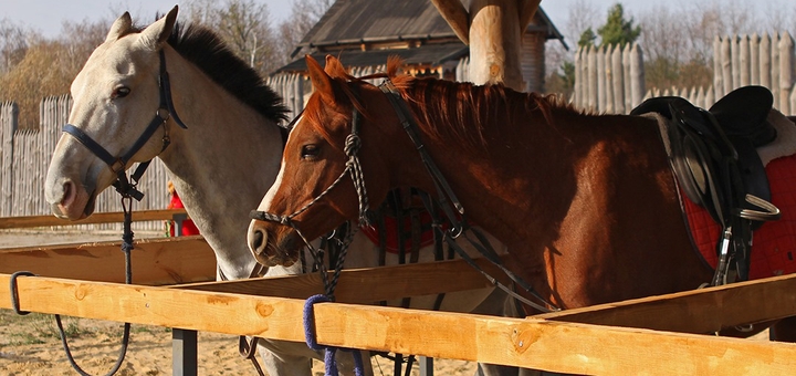 конюшня