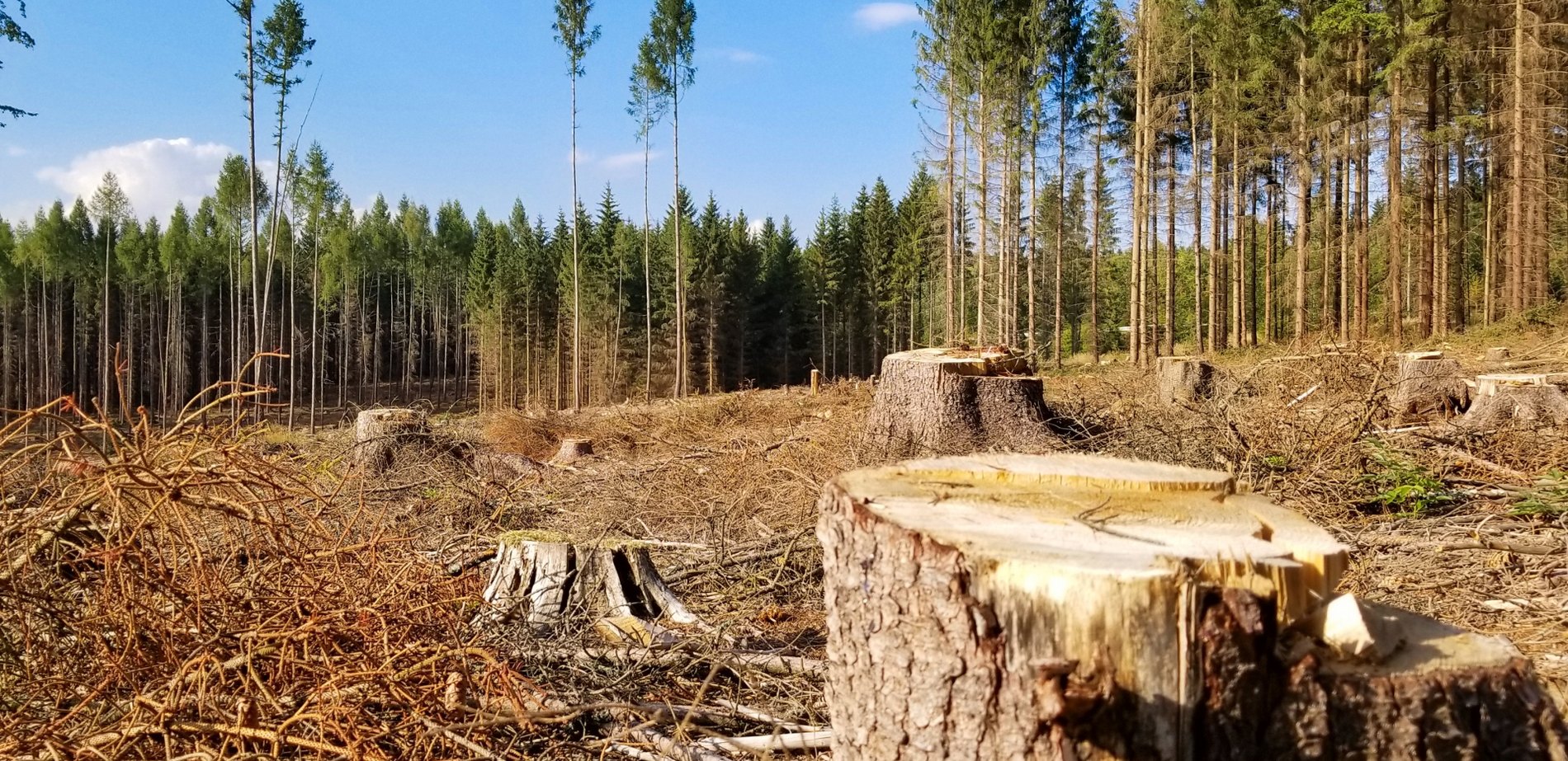 ліс