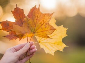 осінь, листя