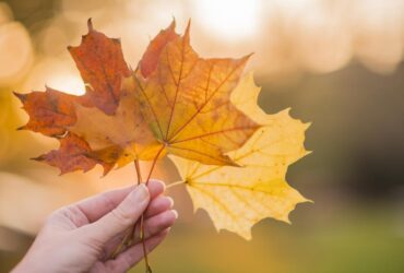 осінь, листя