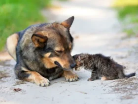 собака, котик