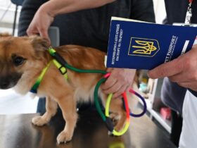 ветпаспорт для тварини