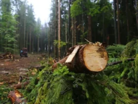 ялини, ліс