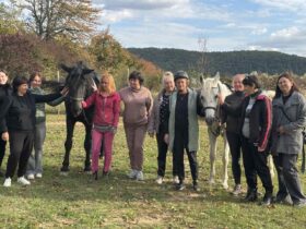 конюшня, заняття із кіньми