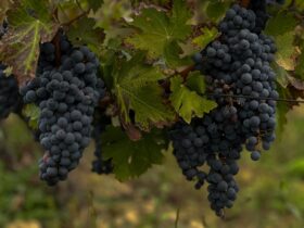 виноград, осінь