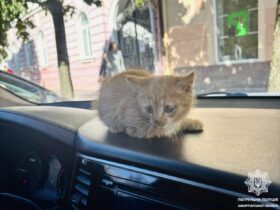 котик, автівка