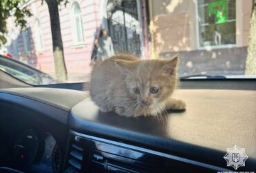 котик, автівка
