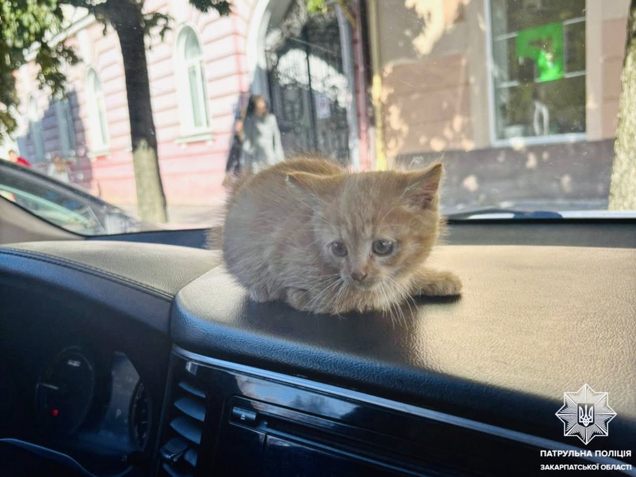 котик, автівка