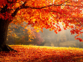 Осінній пейзаж