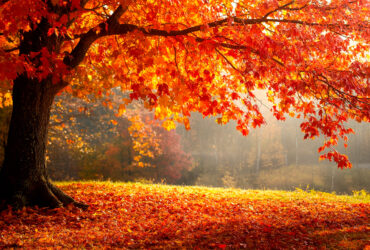 Осінній пейзаж