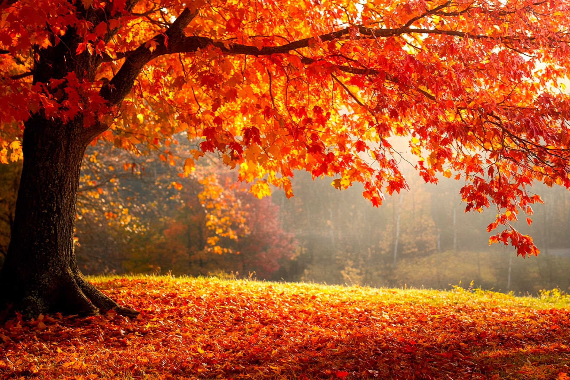 Осінній пейзаж