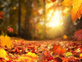 Бабине літо