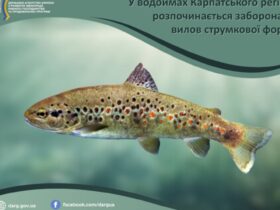 форель, риба