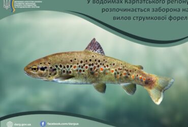 форель, риба