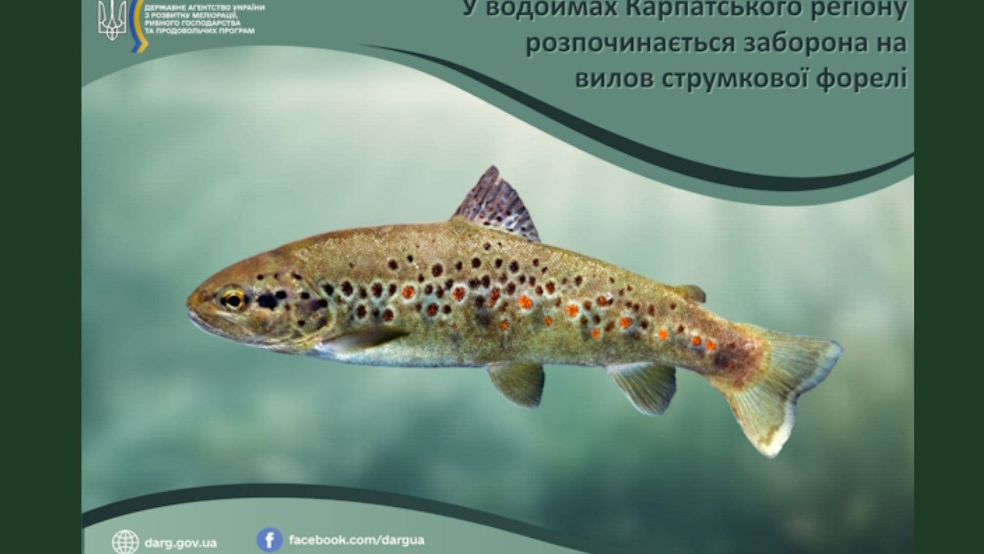 форель, риба