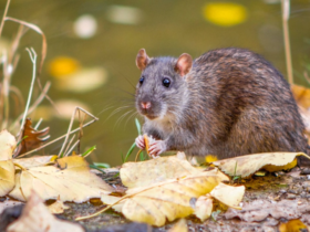 гризуни, осінь