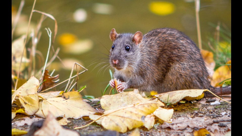 гризуни, осінь