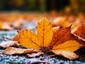 осінь заморозки