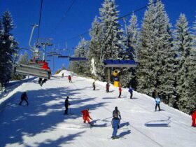 ліс, канатна дорога