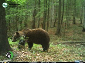 ведмідь, ліс