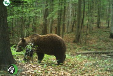ведмідь, ліс