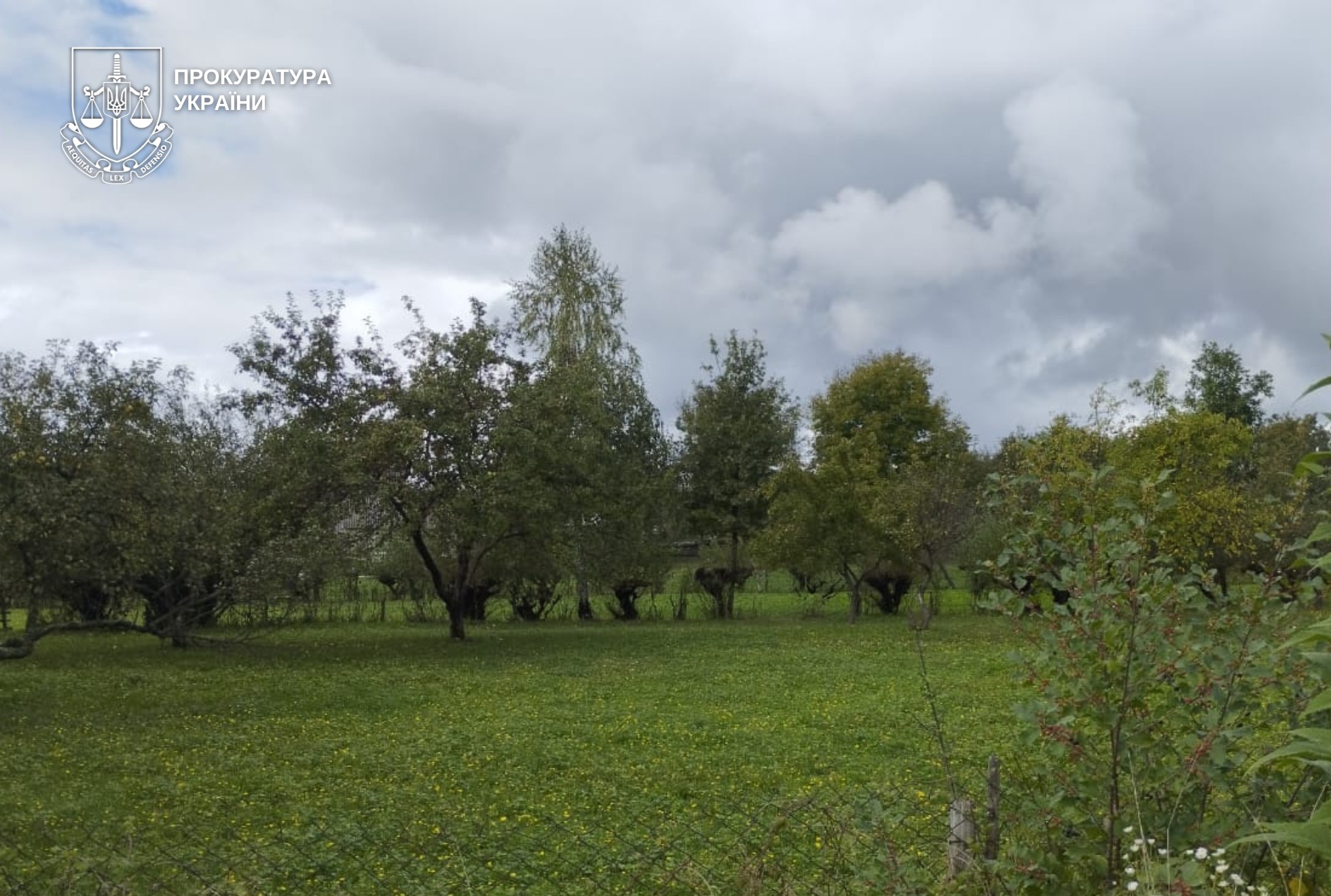 ліс, галявина