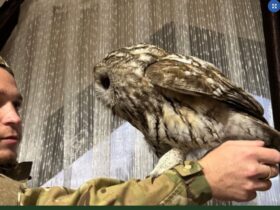 сова, хлопець