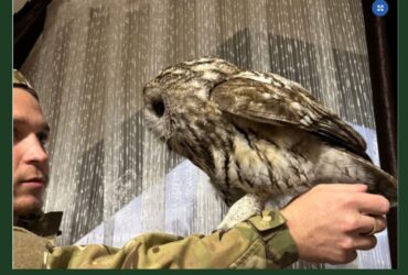 сова, хлопець