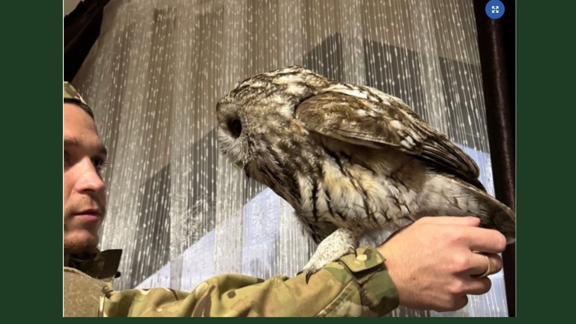 сова, хлопець