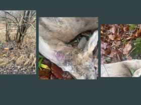 фото, косулі