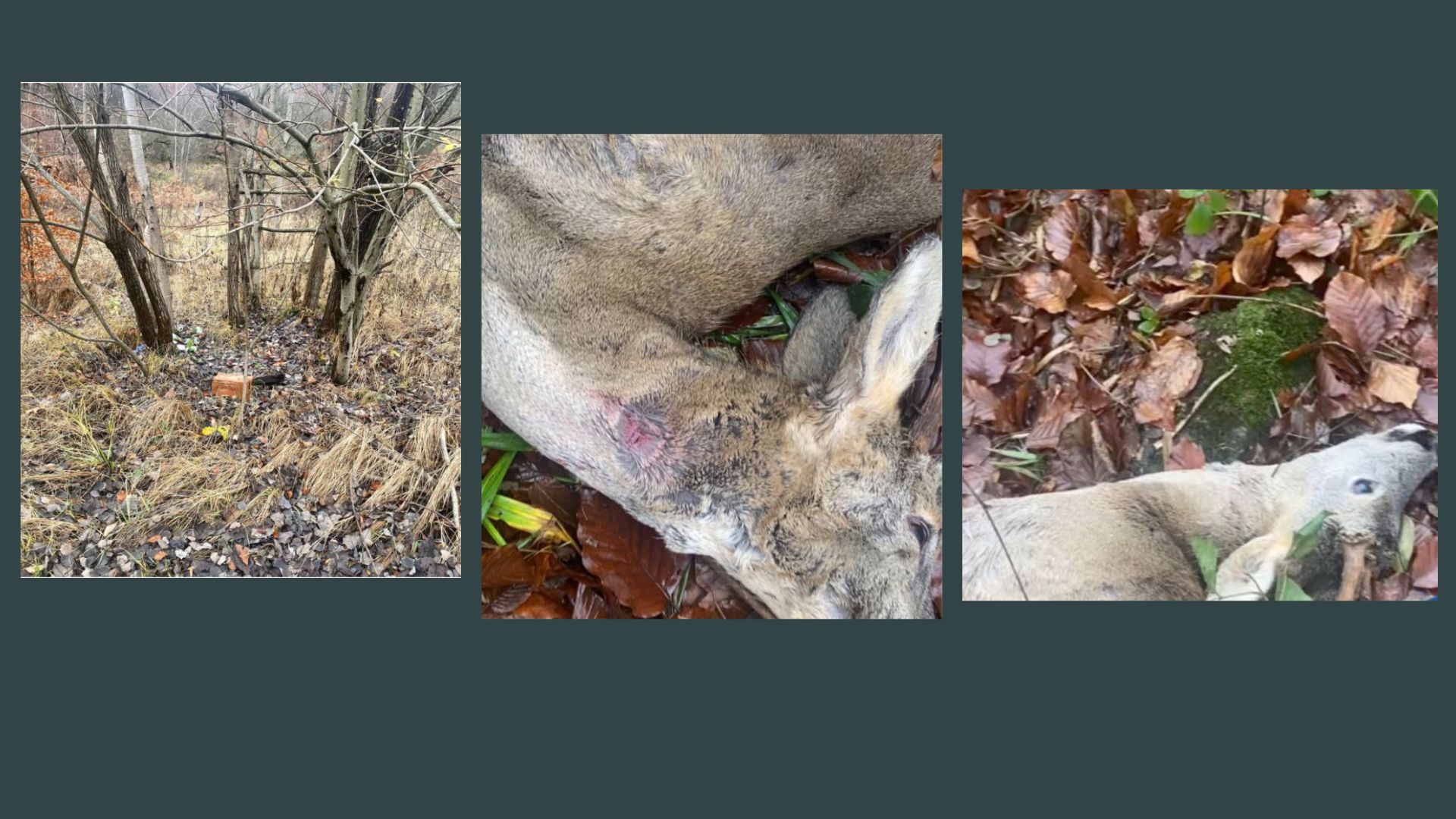 фото, косулі