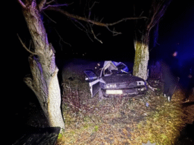 автівка, дерева