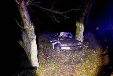 автівка, дерева