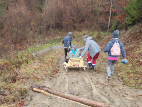 люди, дорога, ліс