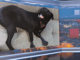 собака, протези