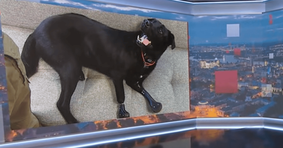 собака, протези