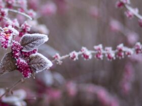 насуваються похолодання і мокрий сніг