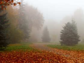 туман осінь