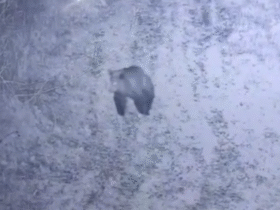 ведмідь, сніг