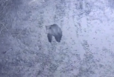 ведмідь, сніг