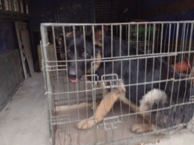 собака, клітка