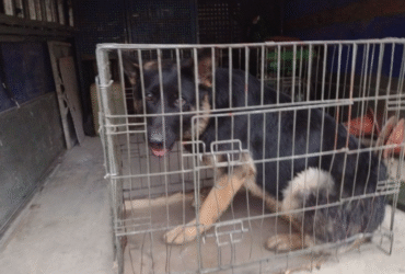 собака, клітка