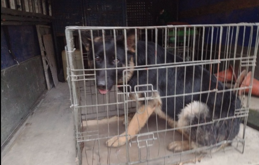 собака, клітка