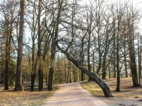 погода на Закарпатті