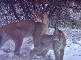 рисі, ліс, сніг