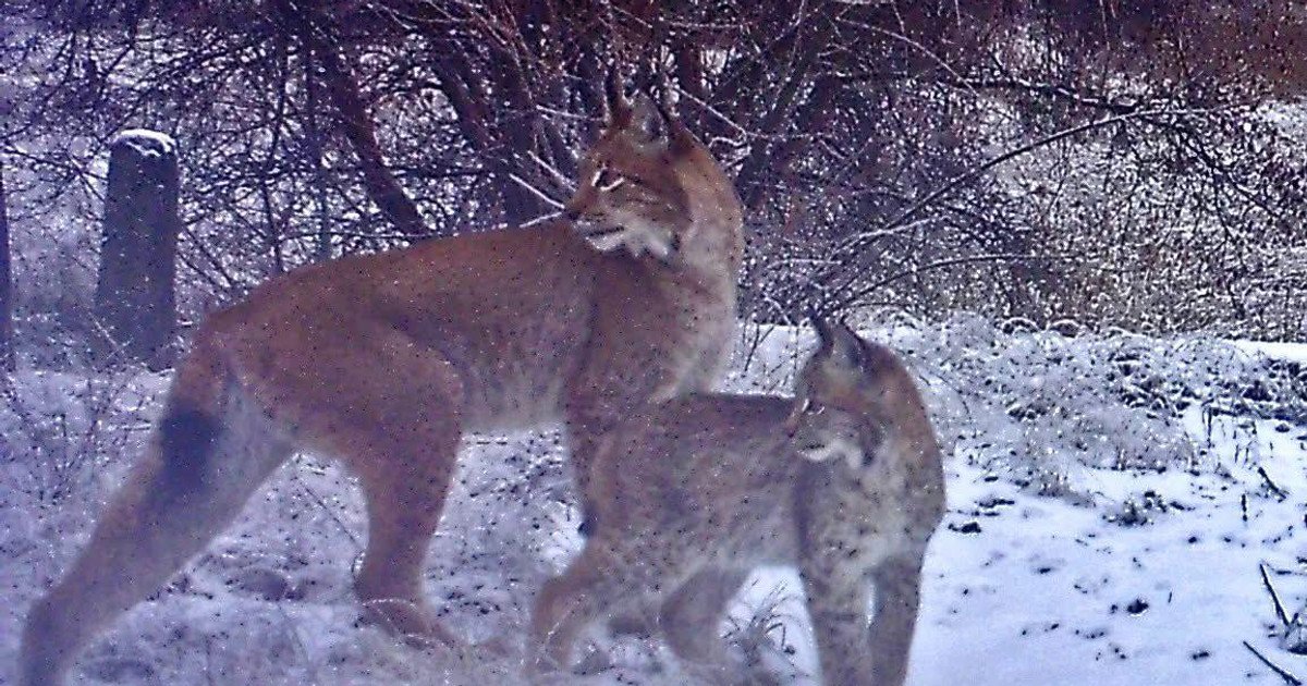 рисі, ліс, сніг