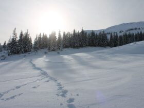сніг закарпаття