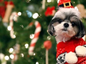 песик, прикраси