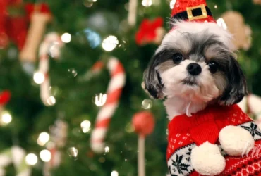 песик, прикраси