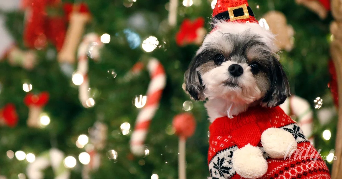 песик, прикраси